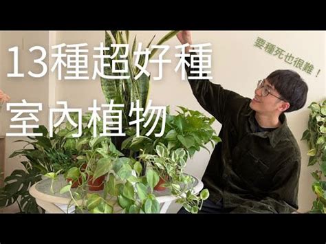 好養的室外植物|超好種！新手必看！超適合戶外種植的植物推薦，打造。